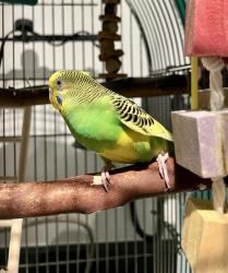 Shelter Stray Female Bird last seen MONTECALM/MULLEN, 1419 Bryant St, San Francisco, CA 94103, USA