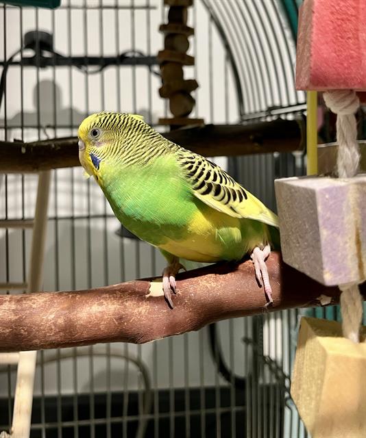 Shelter Stray Female Bird last seen MONTECALM/MULLEN, 1419 Bryant St, San Francisco, CA 94103, USA