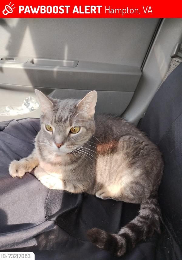 Lost Male Cat last seen Roberta and big bethel, Hampton, VA 23666