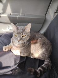 Lost Male Cat last seen Roberta and big bethel, Hampton, VA 23666