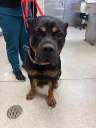 Shelter Stray Male Dog last seen Near BLOCK OPAL ST, RIVERSIDE CA 92509, 6851 Van Buren Boulevard, Jurupa Valley, CA 92509, USA
