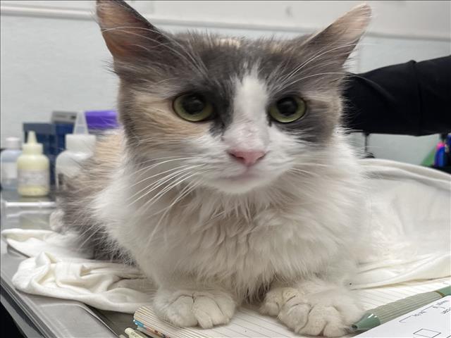 Shelter Stray Female Cat last seen , 1850 W 60th St, Los Angeles, CA 90047, USA