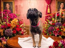 Shelter Stray Female Dog last seen , 1850 W 60th St, Los Angeles, CA 90047, USA