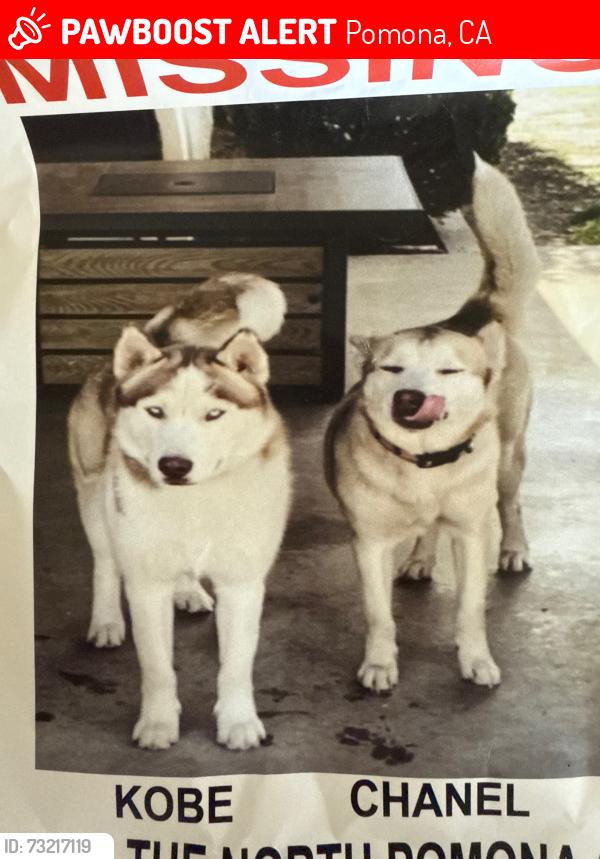 Lost Male Dog last seen Town or Garey, Pomona, CA 91767