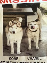 Lost Male Dog last seen Town or Garey, Pomona, CA 91767