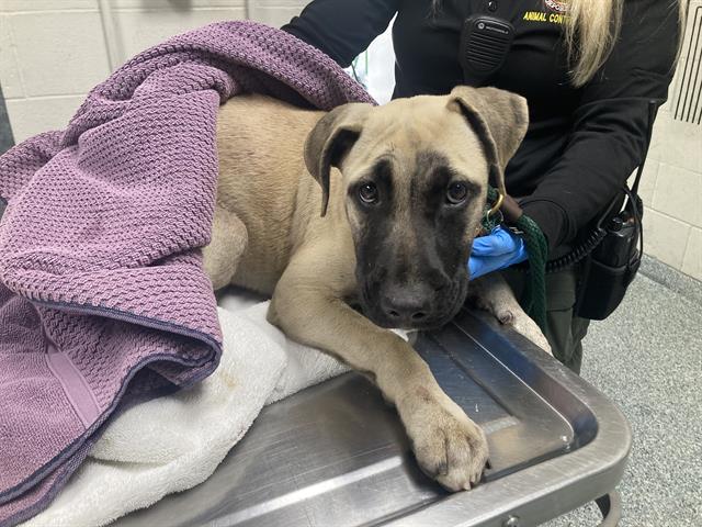 Shelter Stray Female Dog last seen Near BLK E RHEA ST, LONG BEACH, CA, 90806, 7700 E Spring St, Long Beach, CA 90815, USA