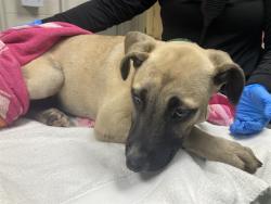 Shelter Stray Female Dog last seen Near BLK E RHEA ST, LONG BEACH, CA, 90806, 7700 E Spring St, Long Beach, CA 90815, USA