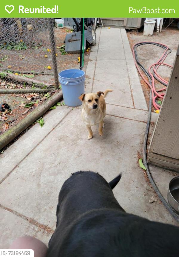 Reunited Male Dog last seen Island dr. And shore rd., Bay Point, CA 94565