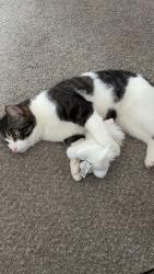Reunited Male Cat last seen W168 Gunning Park Recreation Center, Cleveland, OH 44135