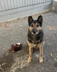 Reunited Male Dog last seen Near N El Molino Ave, Pasadena, CA 91104, USA, Pasadena, CA 91104