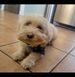Reunited Female Dog last seen Cobalt and la mesa, Victorville, CA 92392