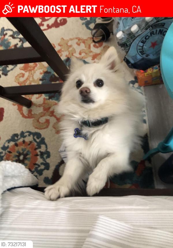 Lost Male Dog last seen Beach Ave and Curtis Ave, Fontana, CA 92336