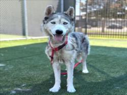 Shelter Stray Female Dog last seen , 3201 Lacy St, Los Angeles, CA 90031, USA