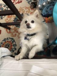 Lost Male Dog last seen Beach Ave and Curtis Ave, Fontana, CA 92336