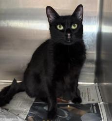 Shelter Stray Female Cat last seen , 3201 Lacy St, Los Angeles, CA 90031, USA