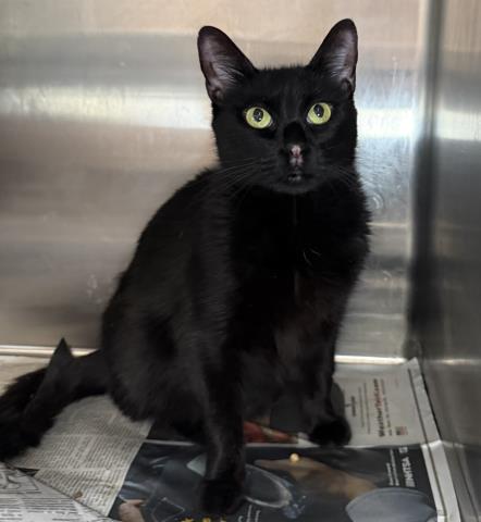 Shelter Stray Female Cat last seen , 3201 Lacy St, Los Angeles, CA 90031, USA