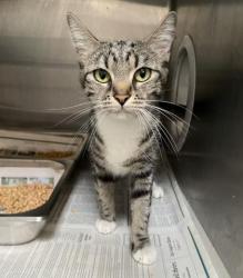 Shelter Stray Female Cat last seen , 3201 Lacy St, Los Angeles, CA 90031, USA