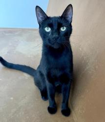 Shelter Stray Female Cat last seen , 3201 Lacy St, Los Angeles, CA 90031, USA