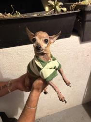 Reunited Male Dog last seen Gardena & S Budlong, Gardena, CA 90247
