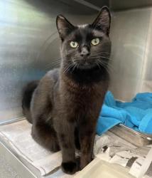 Shelter Stray Male Cat last seen , 3201 Lacy St, Los Angeles, CA 90031, USA