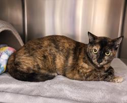 Shelter Stray Female Cat last seen , 3201 Lacy St, Los Angeles, CA 90031, USA