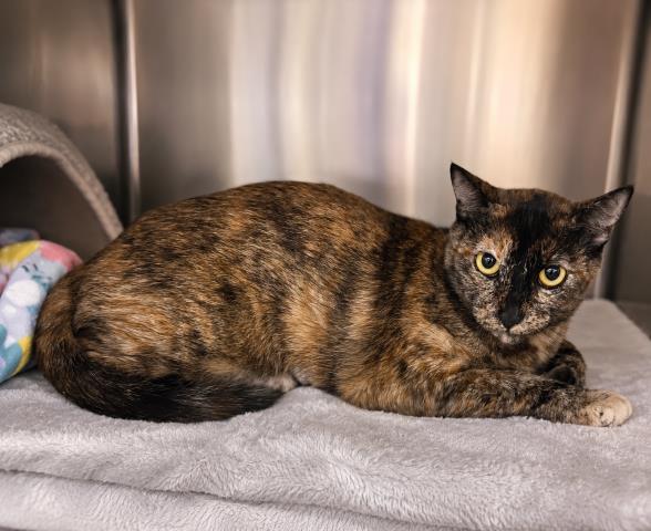Shelter Stray Female Cat last seen , 3201 Lacy St, Los Angeles, CA 90031, USA