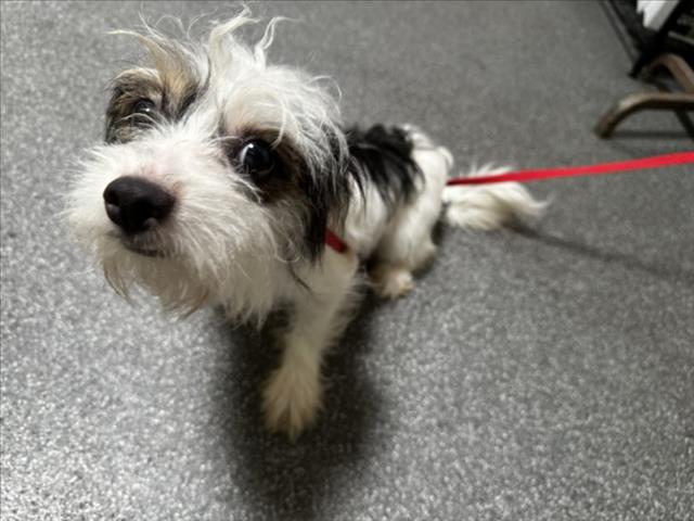 Shelter Stray Female Dog last seen , 3201 Lacy St, Los Angeles, CA 90031, USA