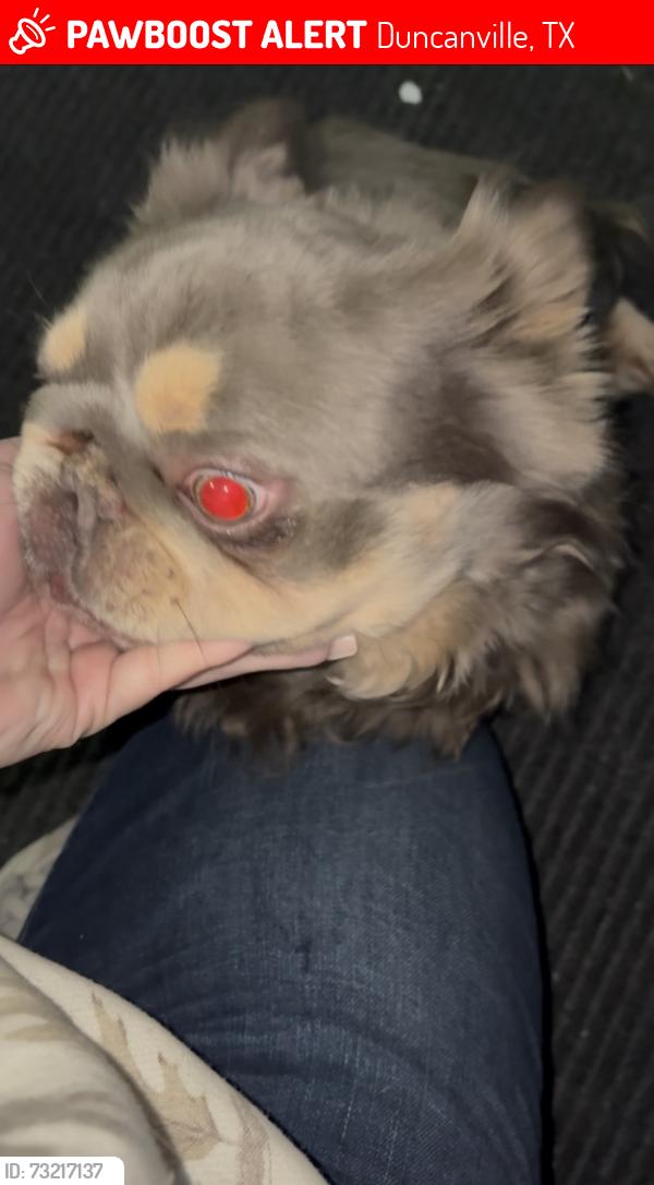 Lost Male Dog last seen Tracy ln, Duncanville, TX 75137