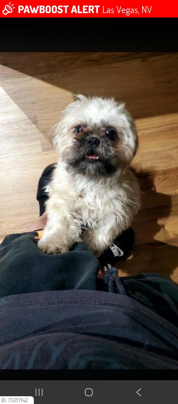 Lost Female Dog last seen Near pineneedle Ridge street, Las Vegas, NV 89178