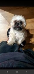 Lost Female Dog last seen Near pineneedle Ridge street, Las Vegas, NV 89178