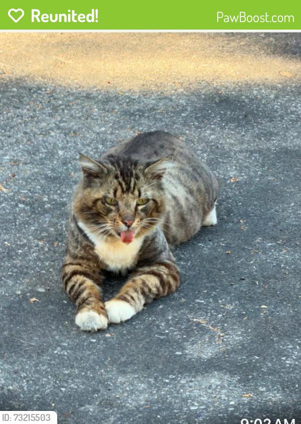 Reunited Male Cat last seen Occidental Blvd. and Scott Place, Los Angeles, CA 90026