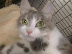 Shelter Stray Female Cat last seen MAISON WAY/ROWENA WAY, 95864, 3839 Bradshaw Rd, Sacramento, CA 95827, USA
