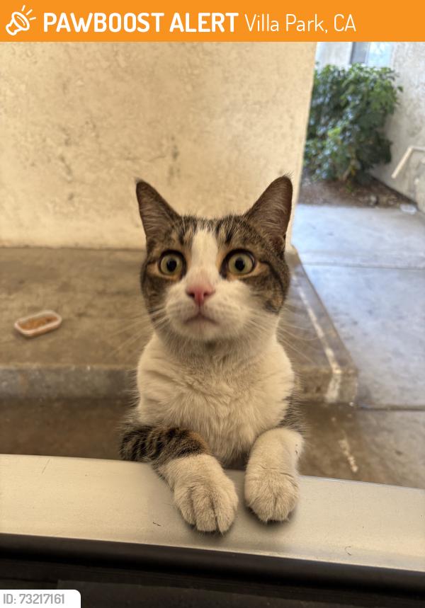 Found/Stray Male Cat last seen target and toyota dealership, Villa Park, CA 92861