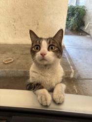 Found/Stray Male Cat last seen target and toyota dealership, Villa Park, CA 92861