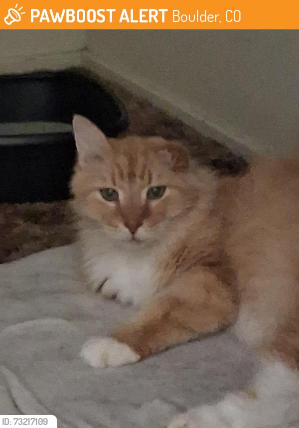 Found/Stray Male Cat last seen Boulder ave., Boulder, CO 80302