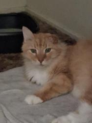Found/Stray Male Cat last seen Boulder ave., Boulder, CO 80302