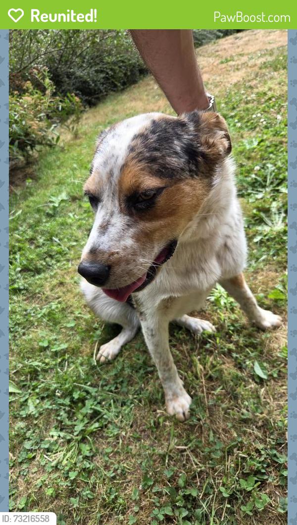 Reunited Male Dog last seen SE Richy Rd between Foster and 182nd, Gresham, OR 97080