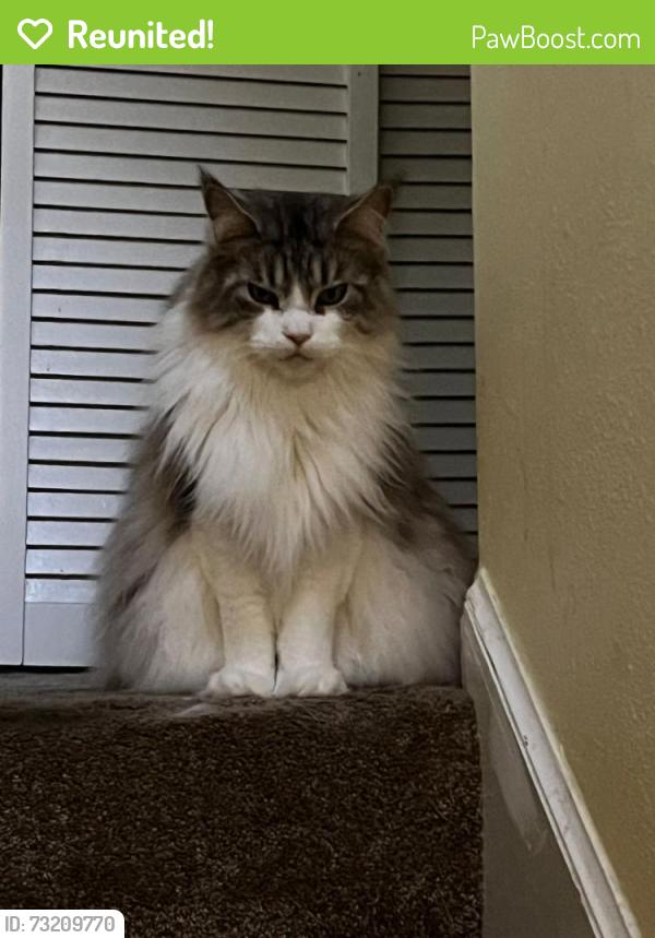 Reunited Male Cat last seen 9th Avenue / Hillbrook Way, Pensacola, FL 32503