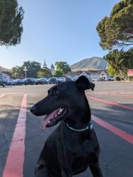 Reunited Female Dog last seen S Golden West / El Camino Real, Arcadia, CA 91007