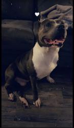 Lost Male Dog last seen Near e Ohio ave, Dallas, TX 75216