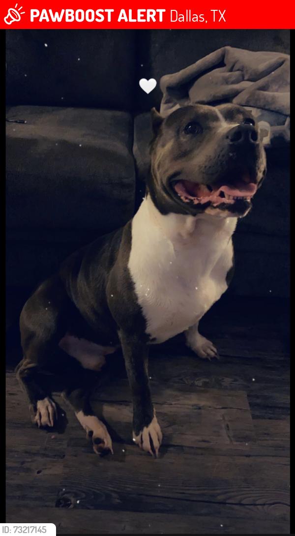 Lost Male Dog last seen Near e Ohio ave, Dallas, TX 75216