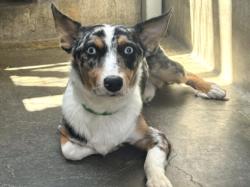 Shelter Stray Male Dog last seen , 957 N Gaffey St, San Pedro, CA 90731, USA