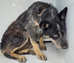 Shelter Stray Female Dog last seen , 957 N Gaffey St, San Pedro, CA 90731, USA