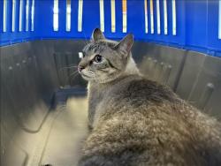 Shelter Stray Female Cat last seen , 14409 Vanowen St, Van Nuys, CA 91405, USA