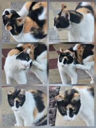 Found/Stray Female Cat last seen Across the street from Batavia Rd and the bright orange auto repair shop, South Gate, CA 90280