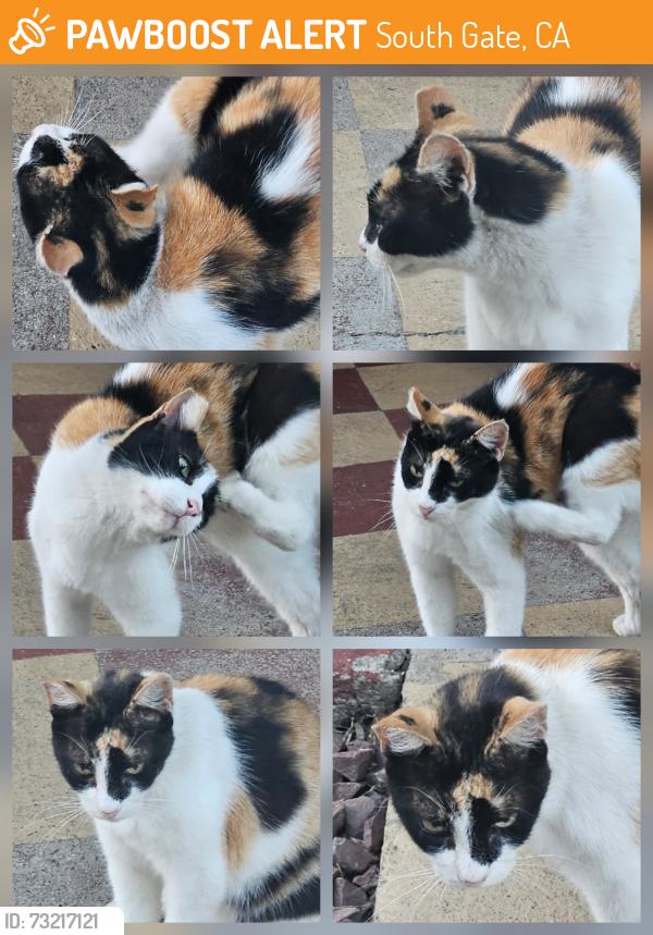 Found/Stray Female Cat last seen Across the street from Batavia Rd and the bright orange auto repair shop, South Gate, CA 90280