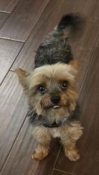 Reunited Male Dog last seen Glenoaks Blvd and Orange Grove Ave, San Fernando, CA 91340