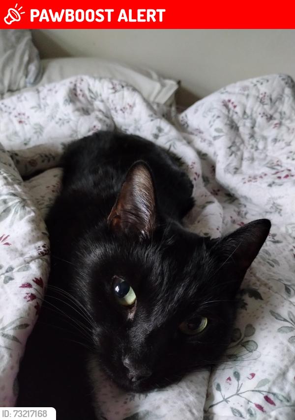 Lost Female Cat last seen Akron Cleveland road, Boston Township, OH 44264