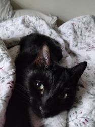 Lost Female Cat last seen Akron Cleveland road, Boston Township, OH 44264