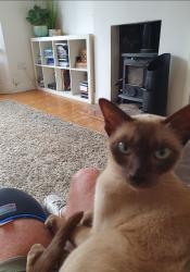 Lost Female Cat last seen High street ,Reginald road and chester road, Greater London, England HA6 1ED